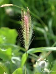 Hordeum murinum glaucum