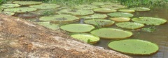 Victoria amazonica