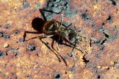 Polyrhachis aurea