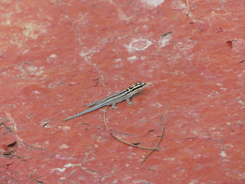 Kim Howell’s dwarf gecko