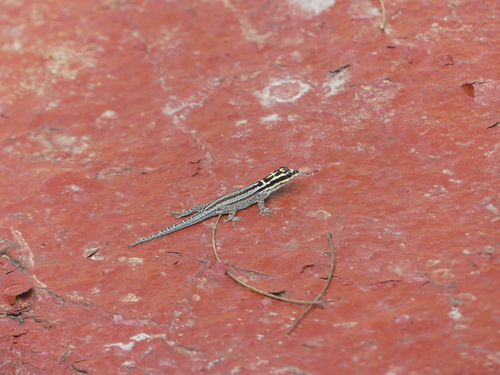 Lygodactylus kimhowelli