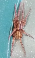 Arctosa personata
