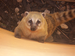 Nasua