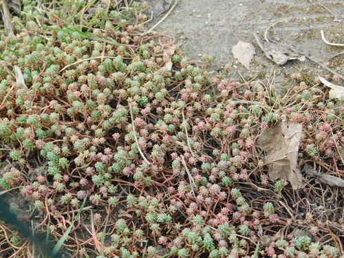 Sedum pallidum