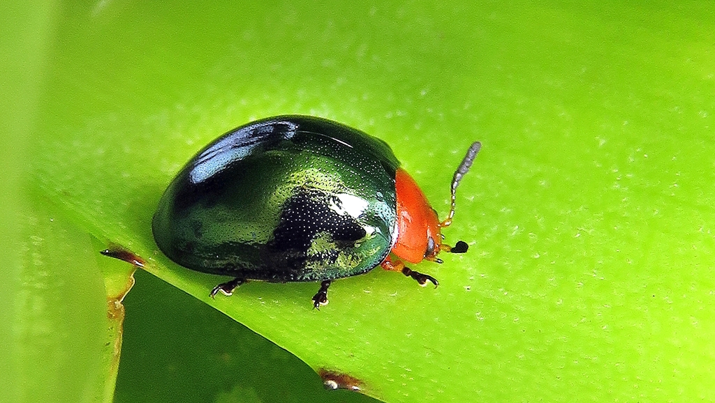 Plagiodera chloroptera