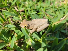 Osteopilus septentrionalis