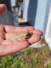 Osteopilus septentrionalis