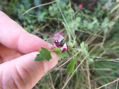Zaluzianskya katherinae