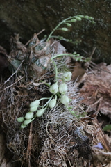 Clowesia warscewiczii