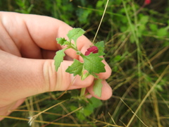 Zaluzianskya katherinae