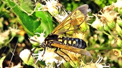 Isanthrene incendiaria