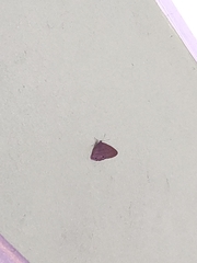 Hermeuptychia canthe