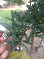 Podocarpus costalis