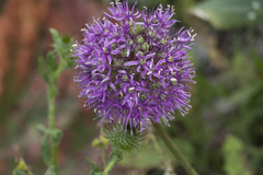 Allium tschimganicum
