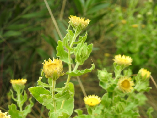 Image of Helichrysum setosum by (c) Matthew Fainman, some rights reserved (CC BY)