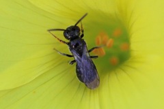 Ceratina acantha
