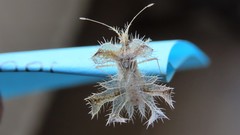 Pephricus