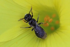 Ceratina acantha