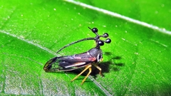 Bocydium globulare