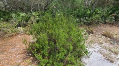 Ceratiola ericoides image