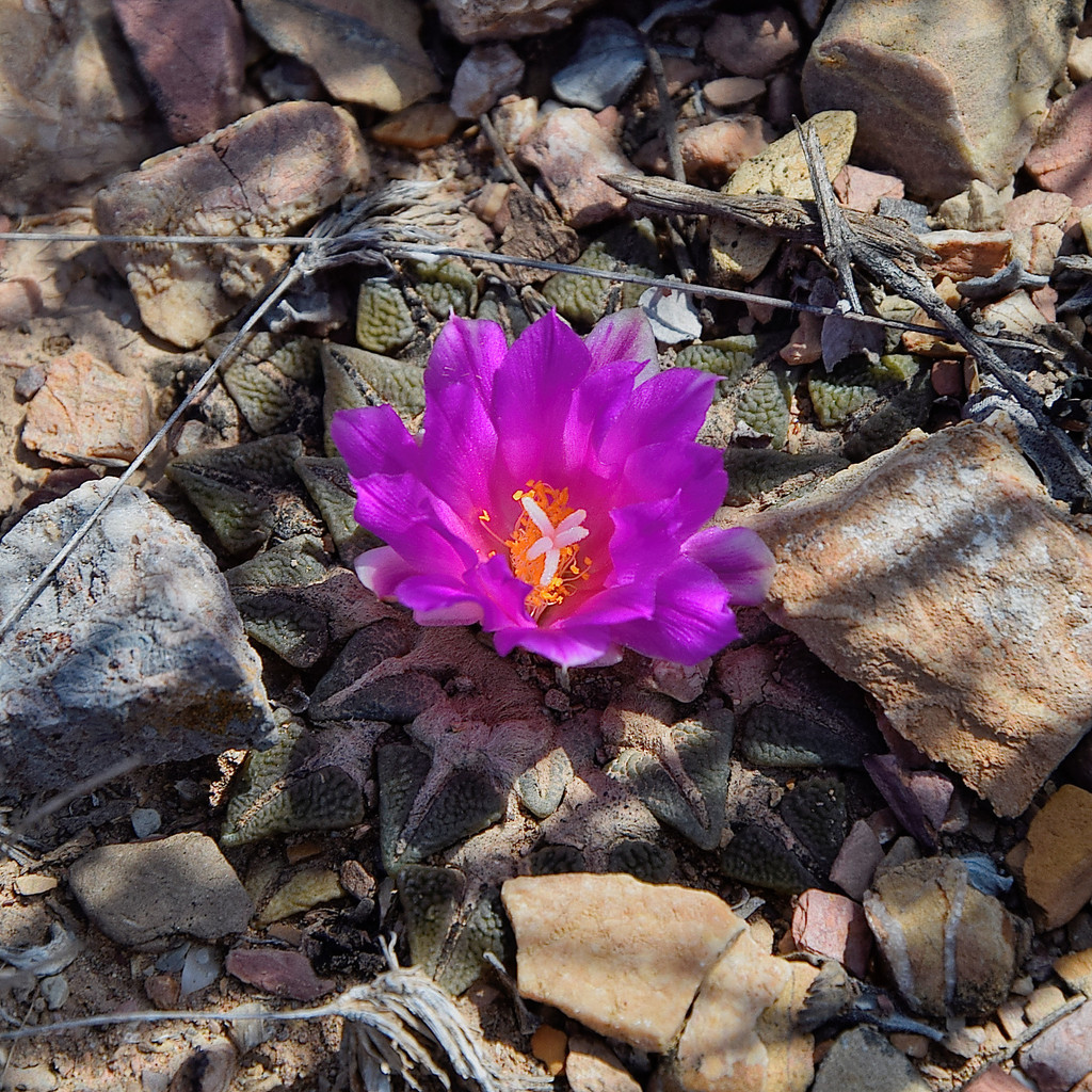 Ariocarpus kotschoubeyanus, Querétaro, MX