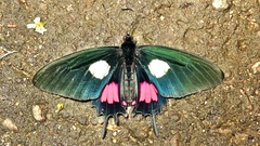 Parides tros