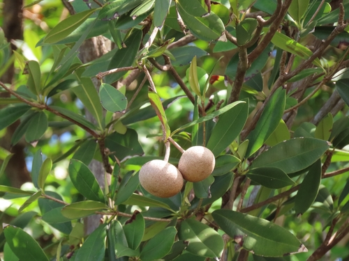 Zapote de costa (Manilkara pleeana)