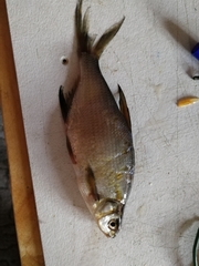 Blicca bjoerkna