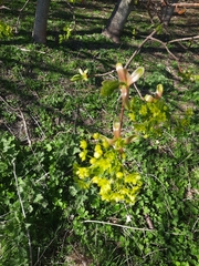 Acer platanoides