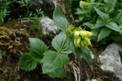 Paederota lutea