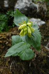 Paederota lutea