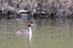 Podiceps cristatus