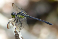 Agrionoptera longitudinalis