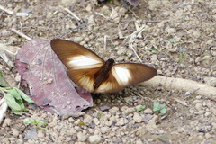 Euploea wallacei