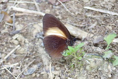Euploea wallacei