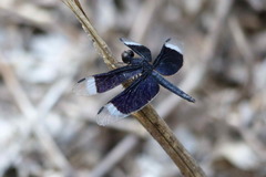 Neurothemis decora