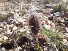 Alopecurus vaginatus