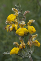 Phlomoides fulgens