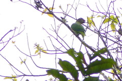 Geoffroyus geoffroyi