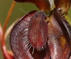 Pterostylis cheraphila