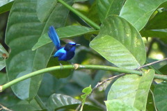 Malurus cyanocephalus