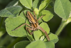Pisaura mirabilis