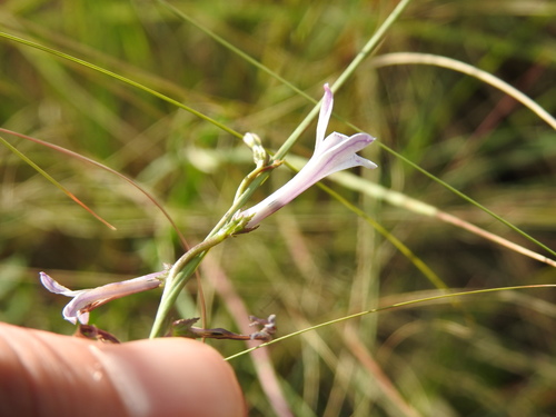 Image of Cyphia stenopetala by (c) Matthew Fainman, some rights reserved (CC BY)