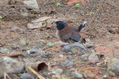 Malurus cyanocephalus