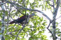 Ducula zoeae