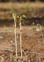 Pterostylis cheraphila