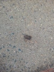 Kassina senegalensis