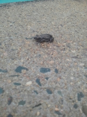 Kassina senegalensis