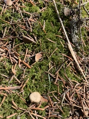 Eurhynchiastrum pulchellum