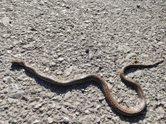 Zamenis lineatus